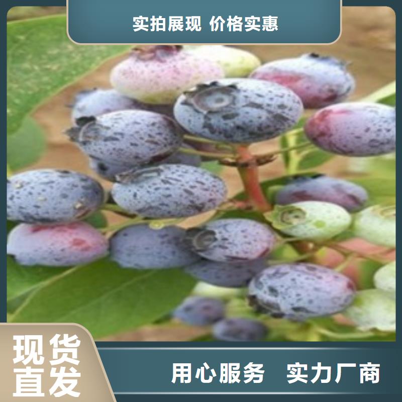 蓝莓苗【梨树苗】资质认证