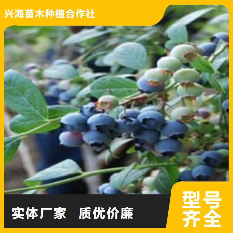 【蓝莓苗】桃树苗产品优势特点
