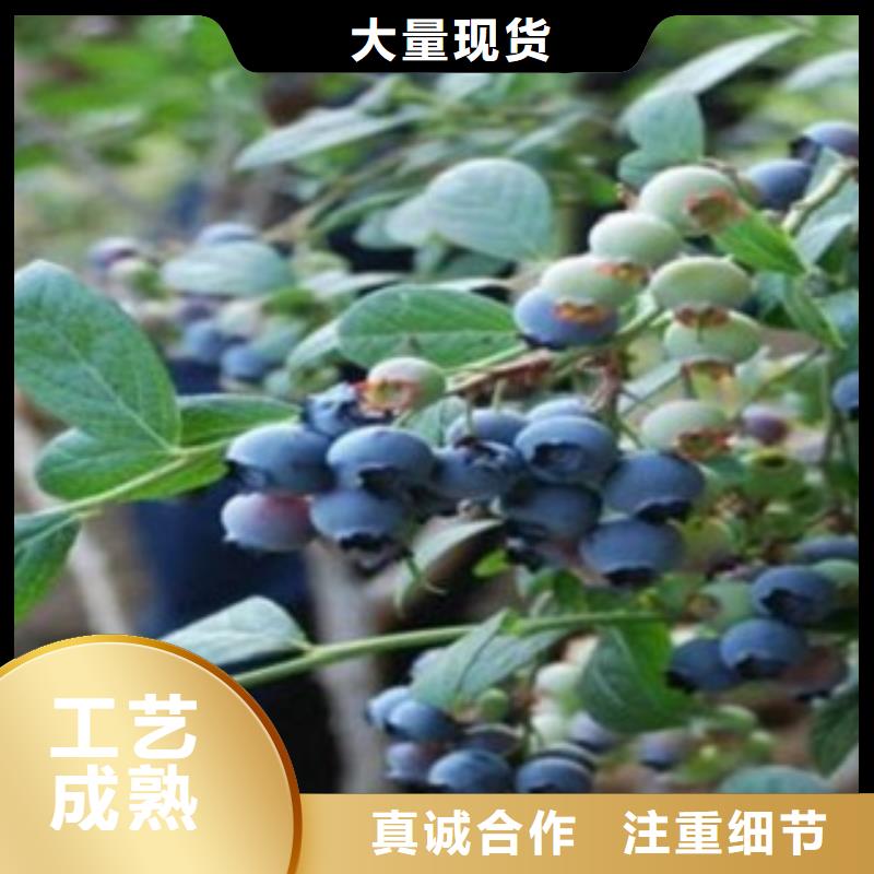蓝莓苗视频-望城|开福|岳阳|湘西|郴州|张家界兴海蓝莓苗_ 兴海苗木种植社(长沙市分公司)