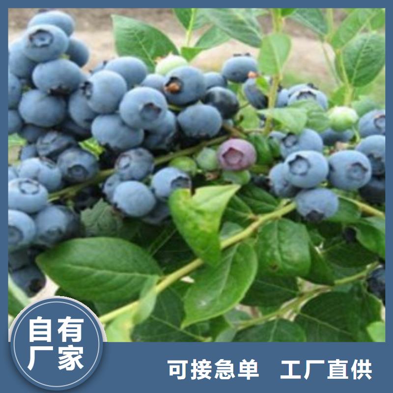 蓝莓苗-视频-蓝莓苗-云南省丽江市古城|华坪|红河|德宏|迪庆|西双版纳|玉溪|普洱附近制造商