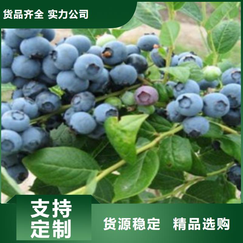 蓝莓苗李子苗拒绝差价