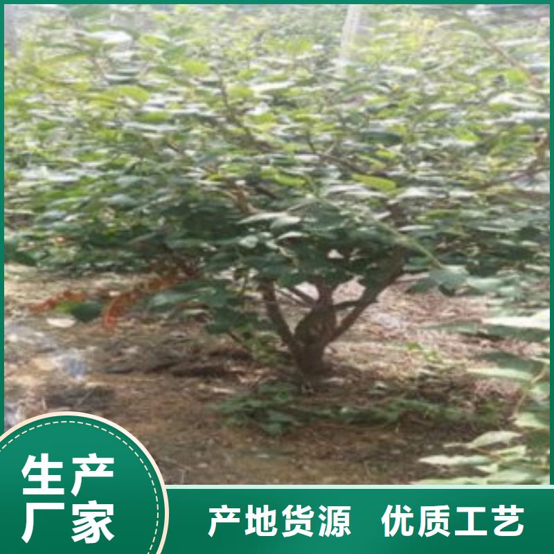 蓝莓苗-视频-阿拉善|呼和浩特|呼伦贝尔|乌兰察布|赤峰|鄂尔多斯蓝莓苗工厂价格-兴海苗木种植社(锡林郭勒市分公司)