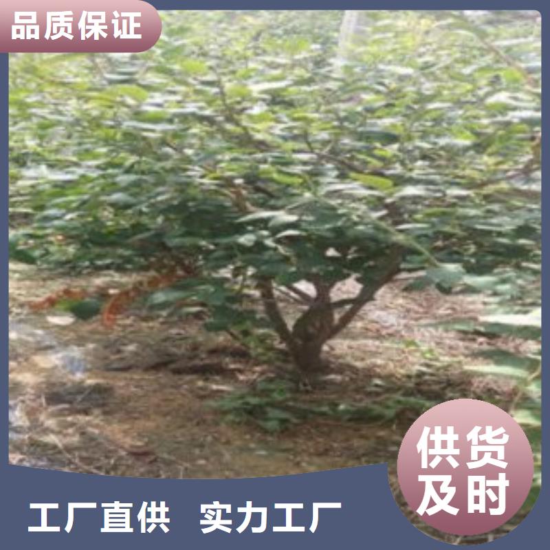 【蓝莓苗】桃树苗产品优势特点