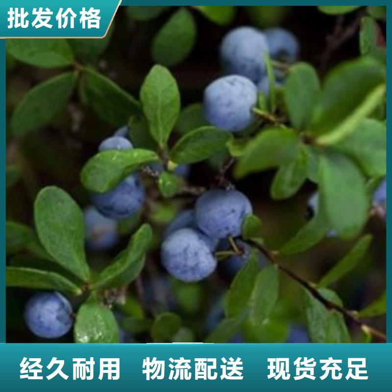 蓝莓苗苹果苗多种场景适用