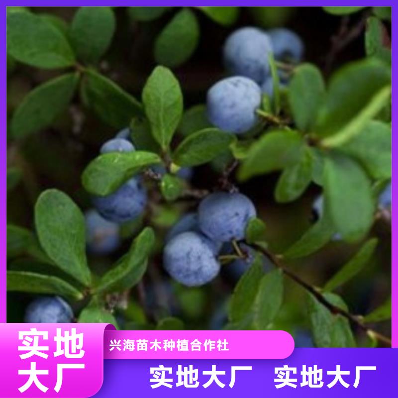 蓝莓苗梨树苗放心得选择