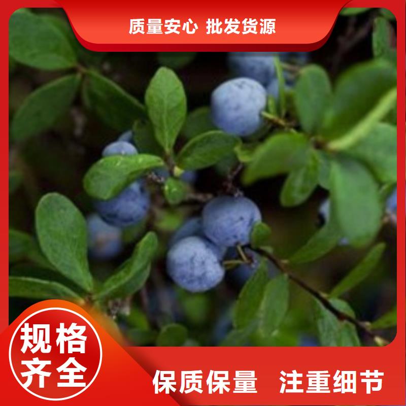 【蓝莓苗】桃树苗产品优势特点