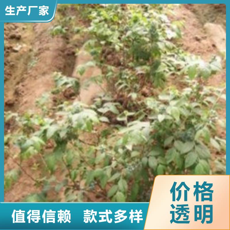 蓝莓苗-视频-阿拉善|呼和浩特|呼伦贝尔|乌兰察布|赤峰|鄂尔多斯蓝莓苗工厂价格-兴海苗木种植社(锡林郭勒市分公司)