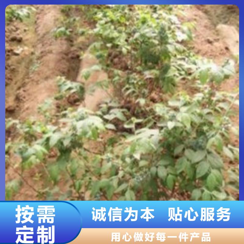 【蓝莓苗】桃树苗产品优势特点