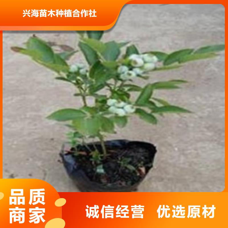 【蓝莓苗】桃树苗产品优势特点
