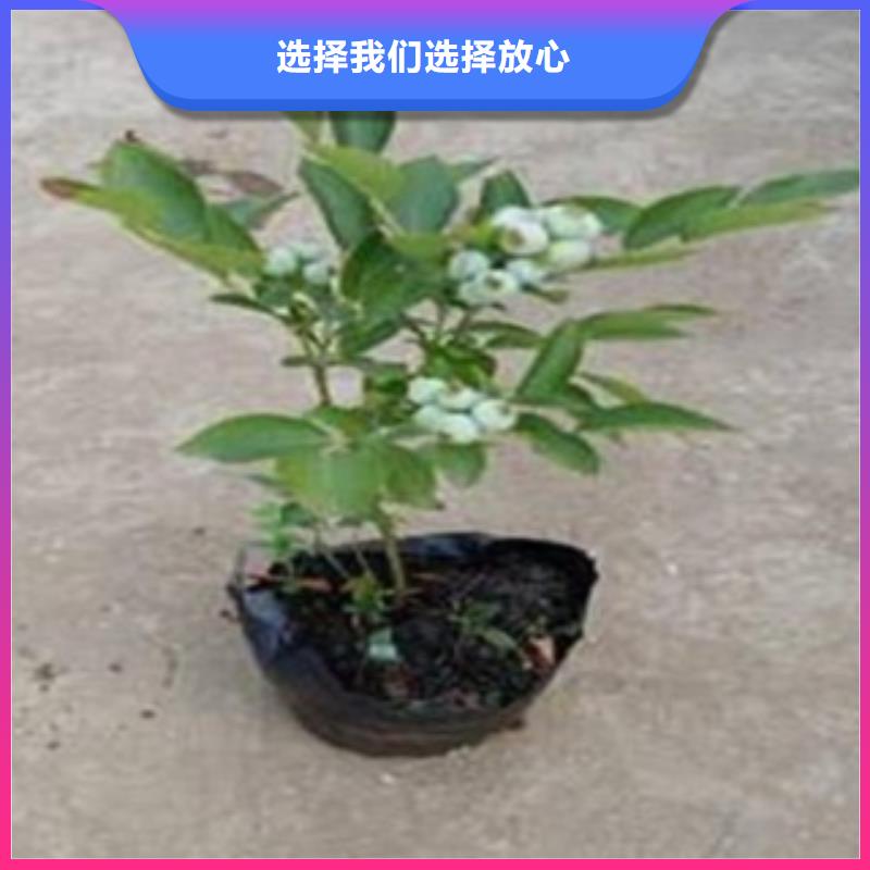 蓝莓苗李子苗拒绝差价