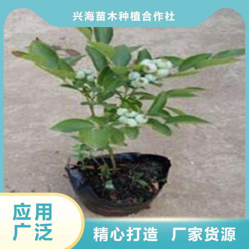 蓝莓苗板栗苗买的是放心