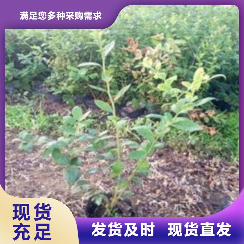 蓝莓苗梨树苗放心得选择