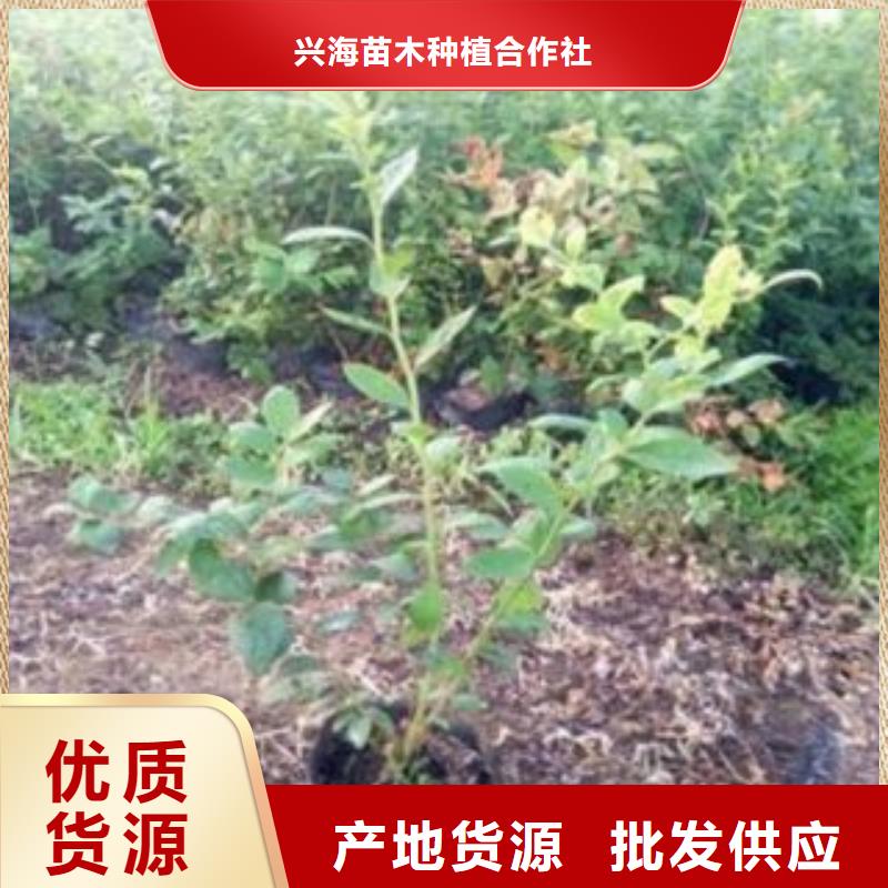 蓝莓苗李子苗拒绝差价