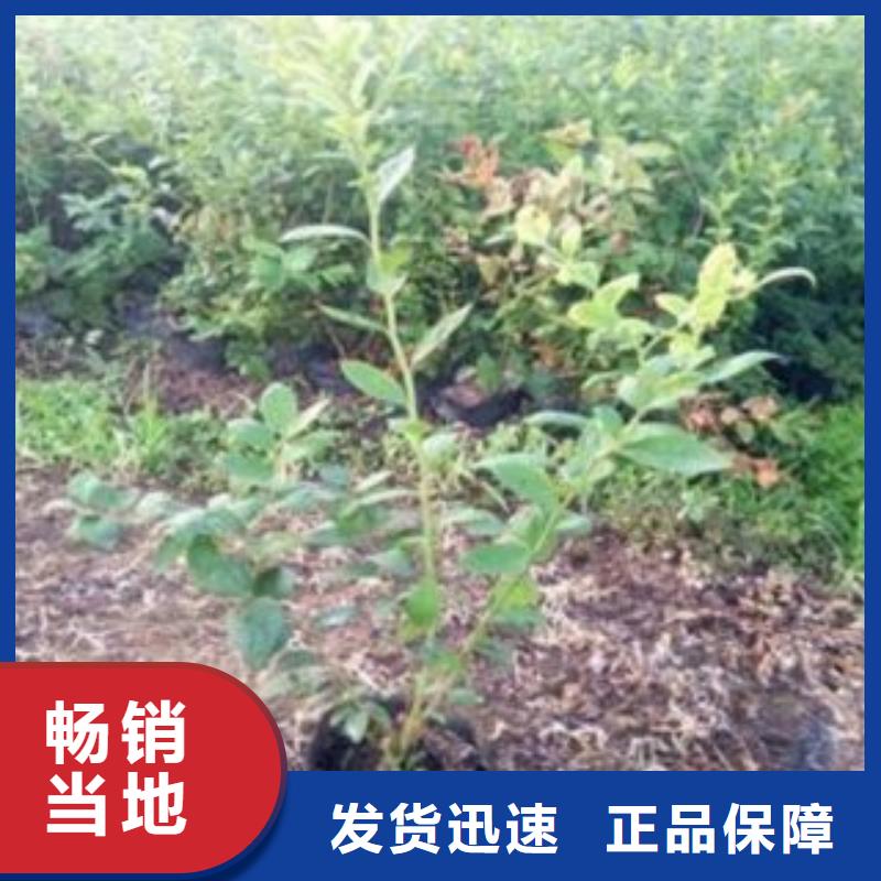 【蓝莓苗】桃树苗产品优势特点