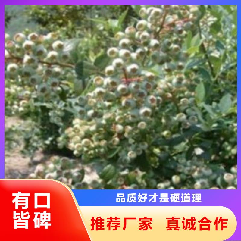 【蓝莓苗】桃树苗产品优势特点