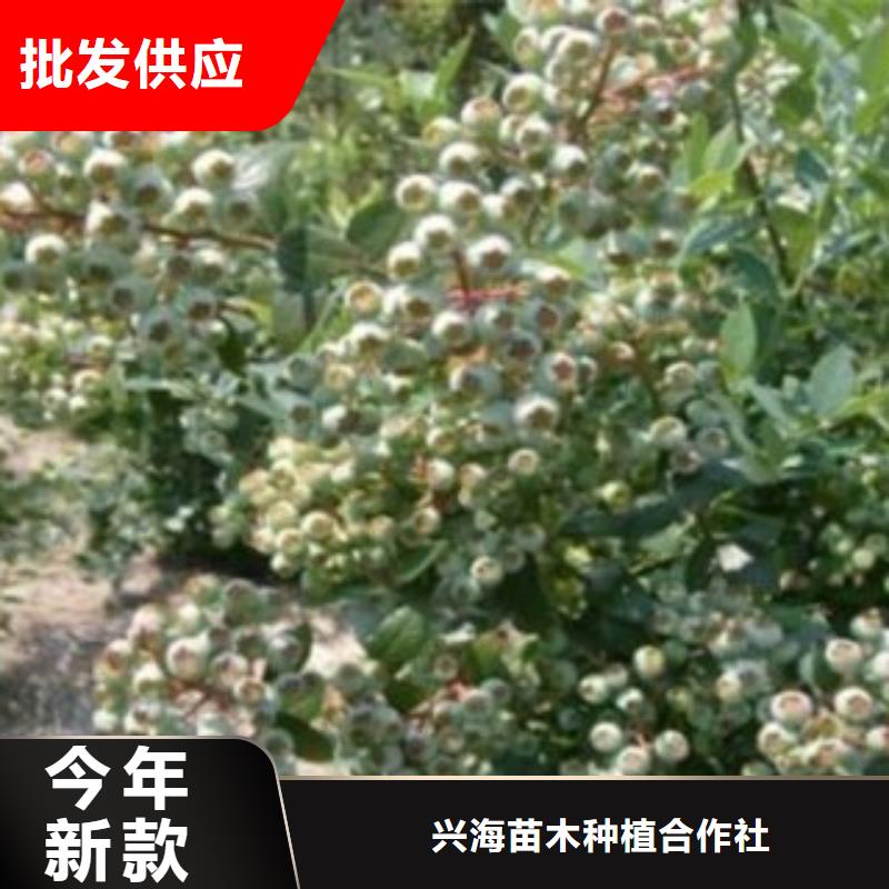 蓝莓苗梨树苗放心得选择
