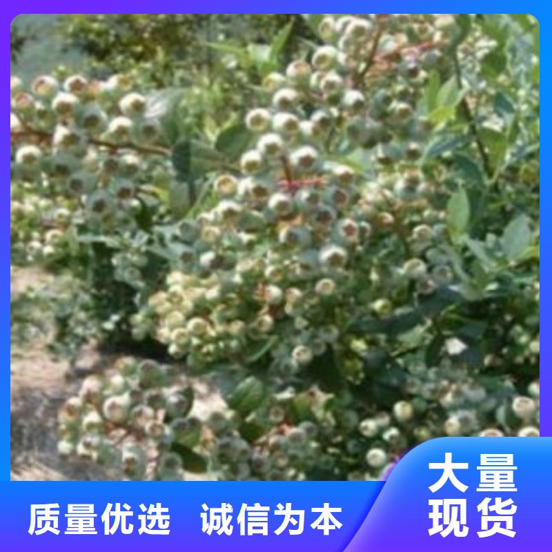 蓝莓苗李子苗拒绝差价