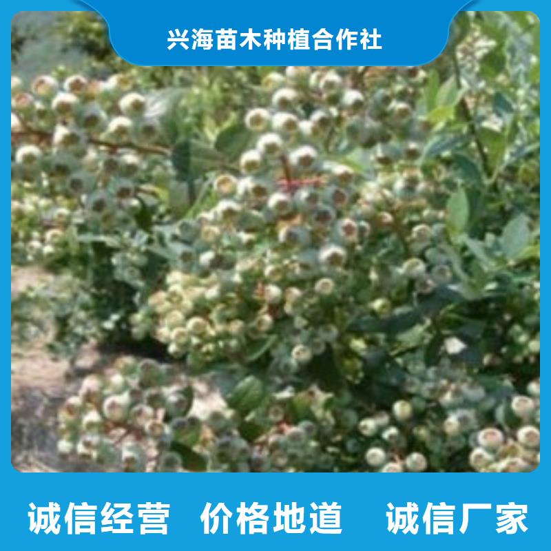 蓝莓苗板栗苗买的是放心