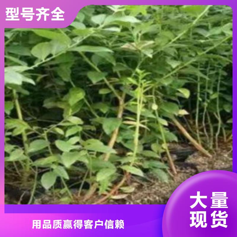 蓝莓苗苹果苗多种场景适用