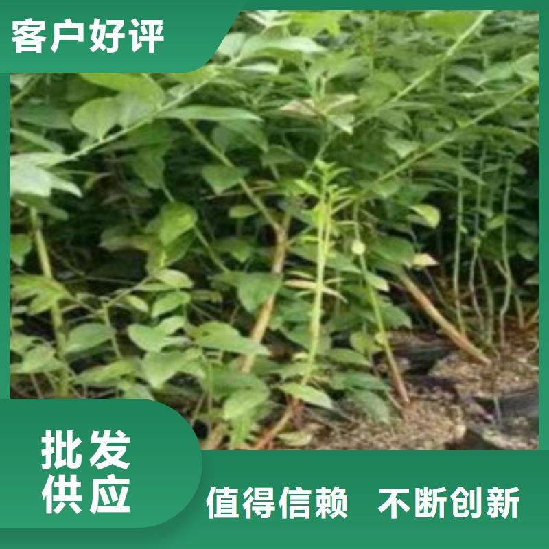 蓝莓苗视频-望城|开福|岳阳|湘西|郴州|张家界兴海蓝莓苗_ 兴海苗木种植社(长沙市分公司)