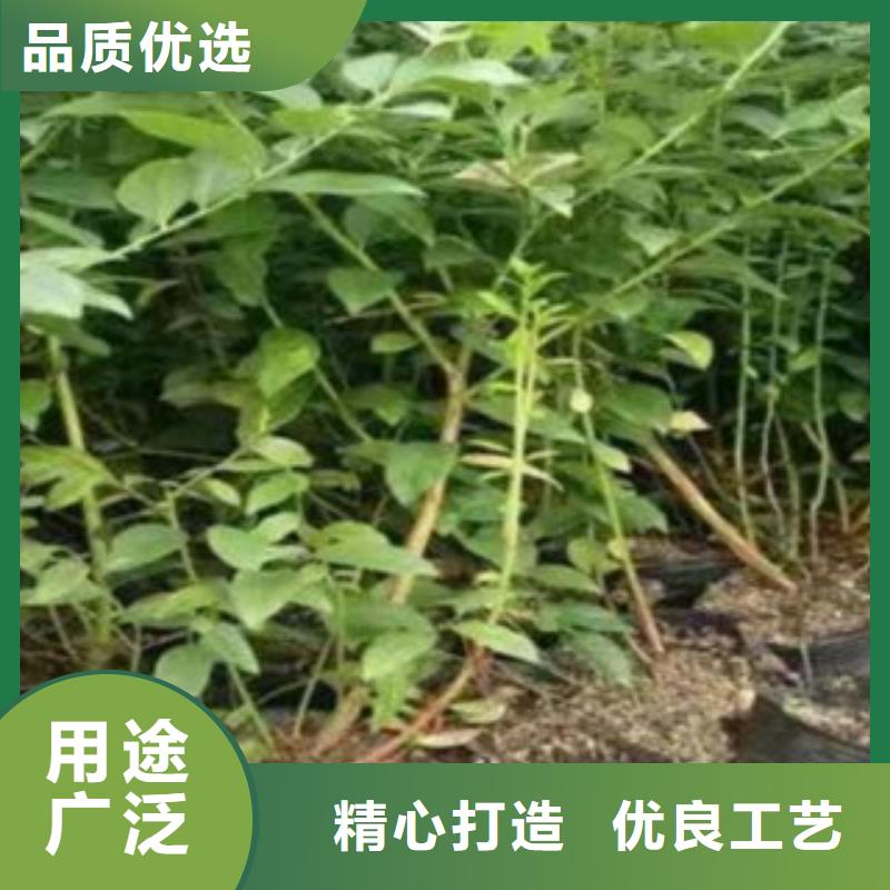蓝莓苗李子苗拒绝差价
