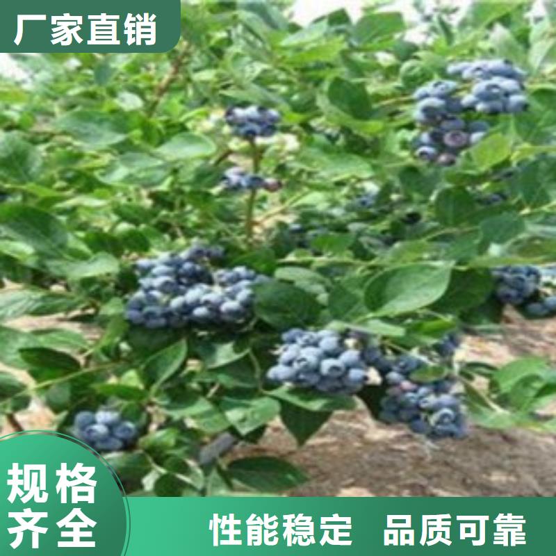 蓝莓苗-视频-阿拉善|呼和浩特|呼伦贝尔|乌兰察布|赤峰|鄂尔多斯蓝莓苗工厂价格-兴海苗木种植社(锡林郭勒市分公司)