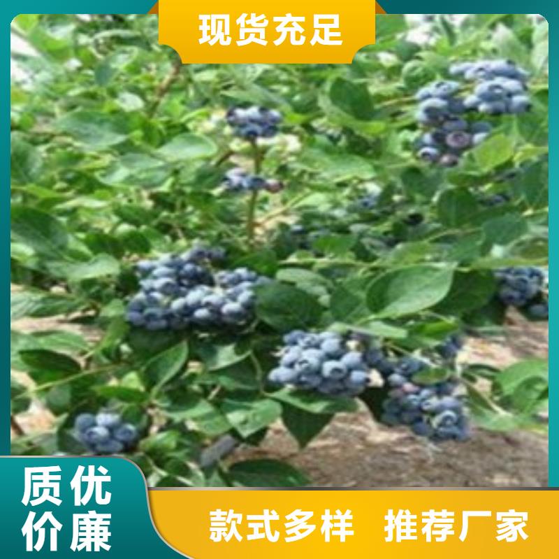 【蓝莓苗】桃树苗产品优势特点