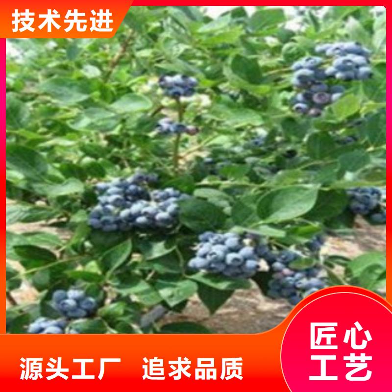 蓝莓苗-视频-蓝莓苗-云南省丽江市古城|华坪|红河|德宏|迪庆|西双版纳|玉溪|普洱附近制造商