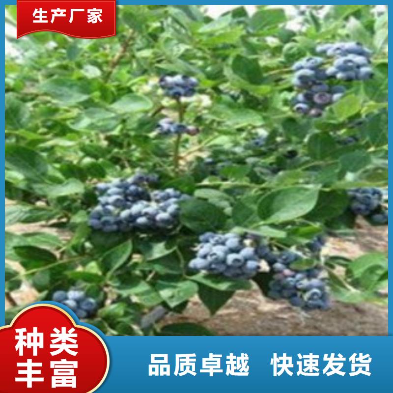 蓝莓苗李子苗拒绝差价