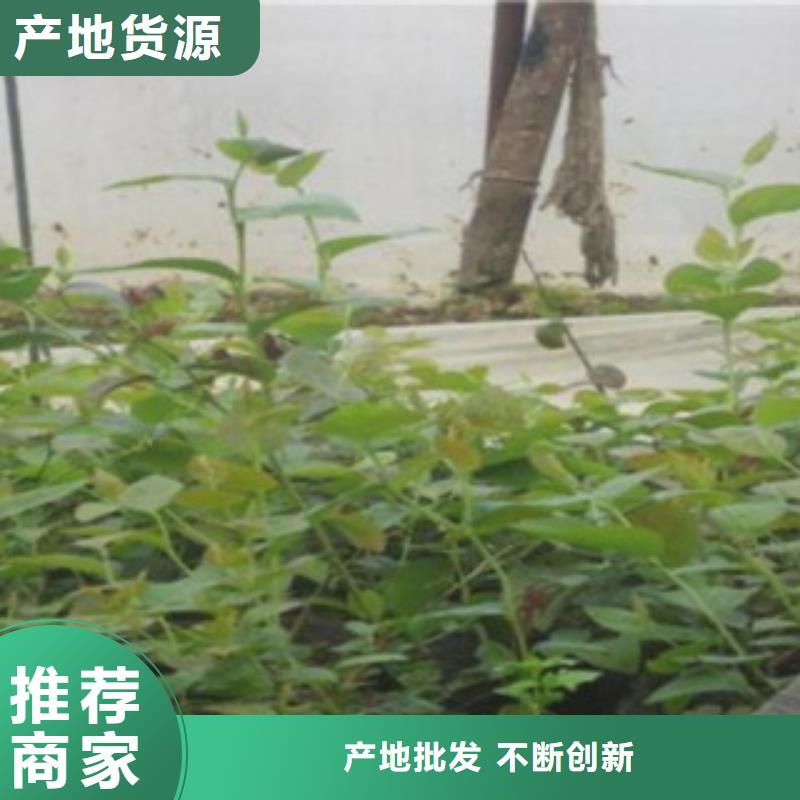 蓝莓苗,山楂苗安心购