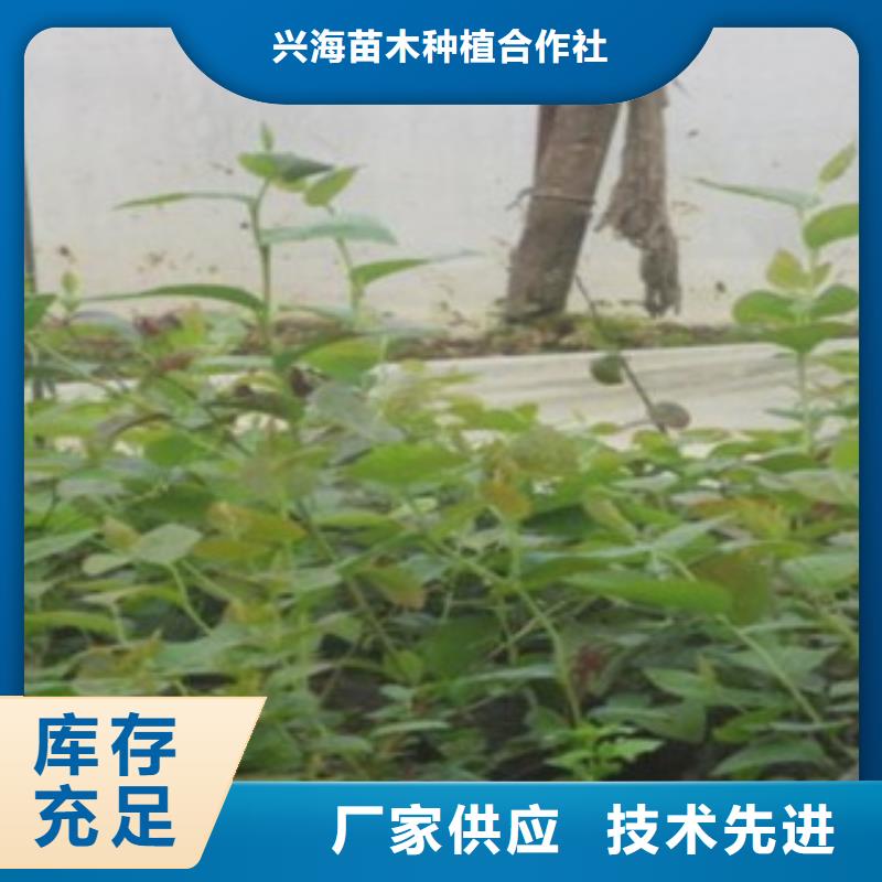 【蓝莓苗】桃树苗产品优势特点