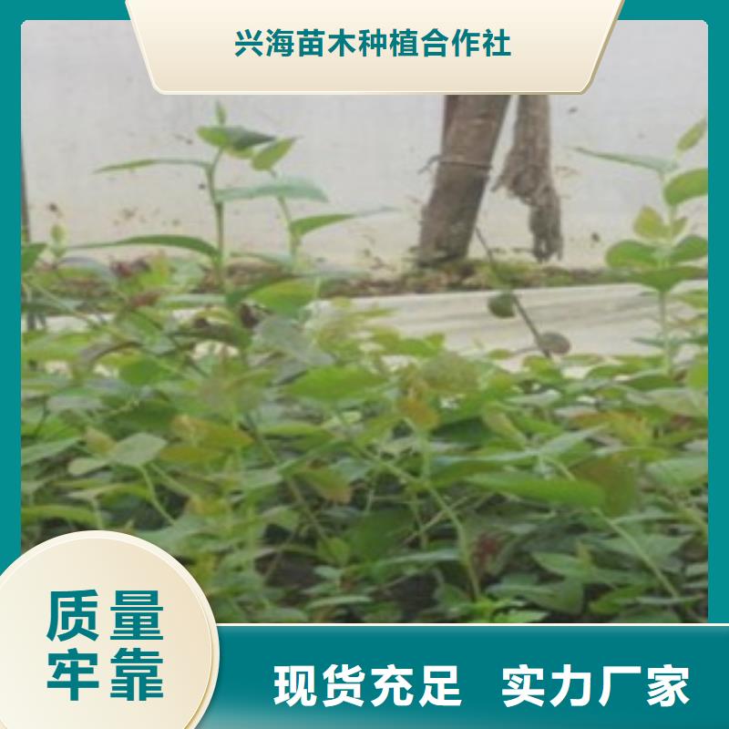 蓝莓苗李子苗拒绝差价