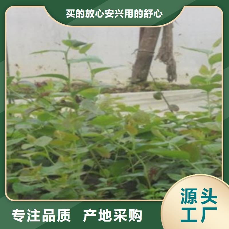 蓝莓苗-视频-蓝莓苗-云南省丽江市古城|华坪|红河|德宏|迪庆|西双版纳|玉溪|普洱附近制造商