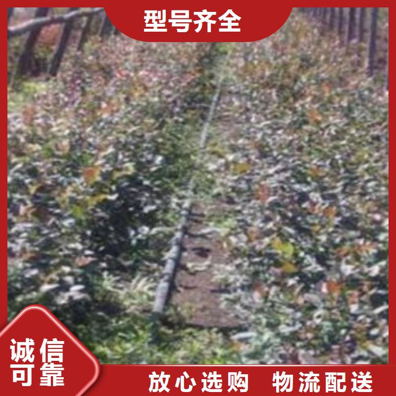蓝莓苗梨树苗放心得选择