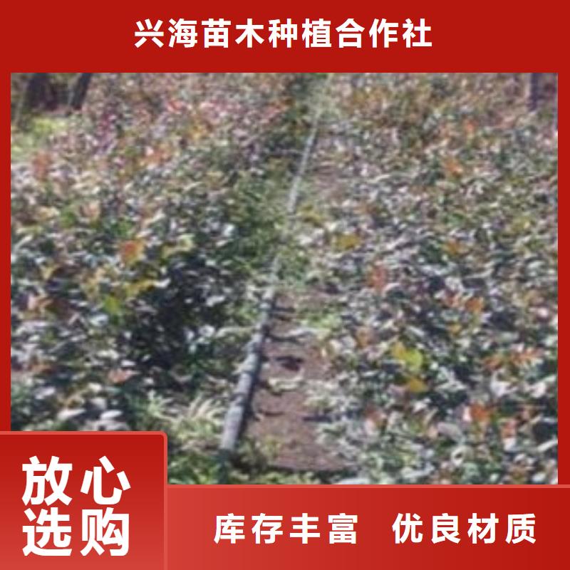 蓝莓苗核桃苗品种全