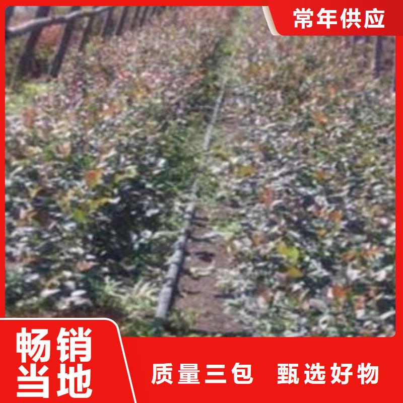 蓝莓苗李子苗拒绝差价