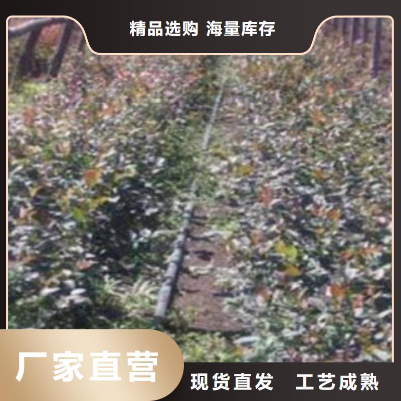 蓝莓苗视频-望城|开福|岳阳|湘西|郴州|张家界兴海蓝莓苗_ 兴海苗木种植社(长沙市分公司)