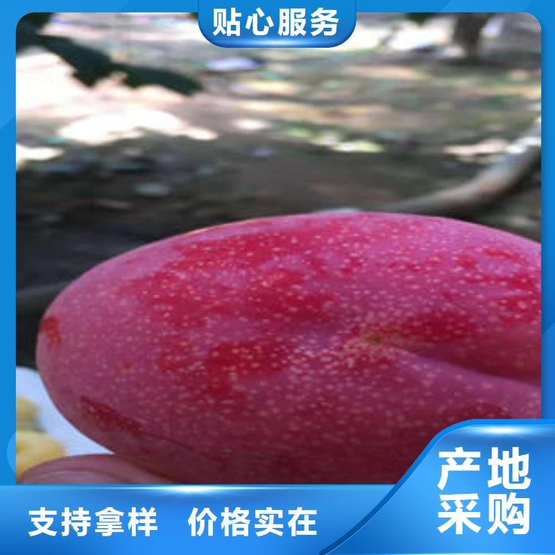 李子苗板栗苗实力才是硬道理