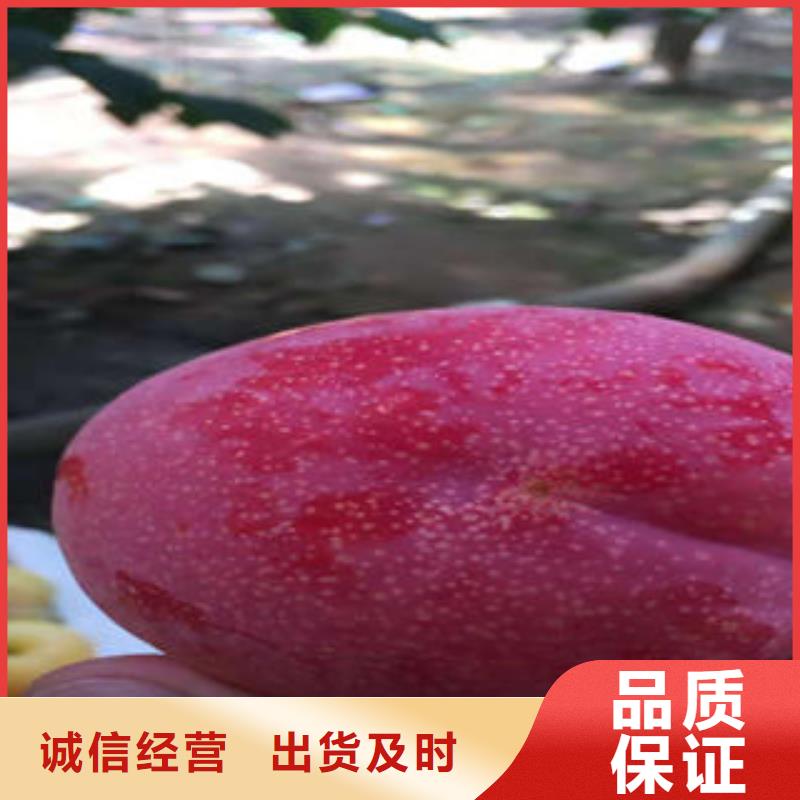 蓝莓苗-视频-西藏|拉萨|林芝|那曲|日喀则|山南|昌都蓝莓苗-兴海