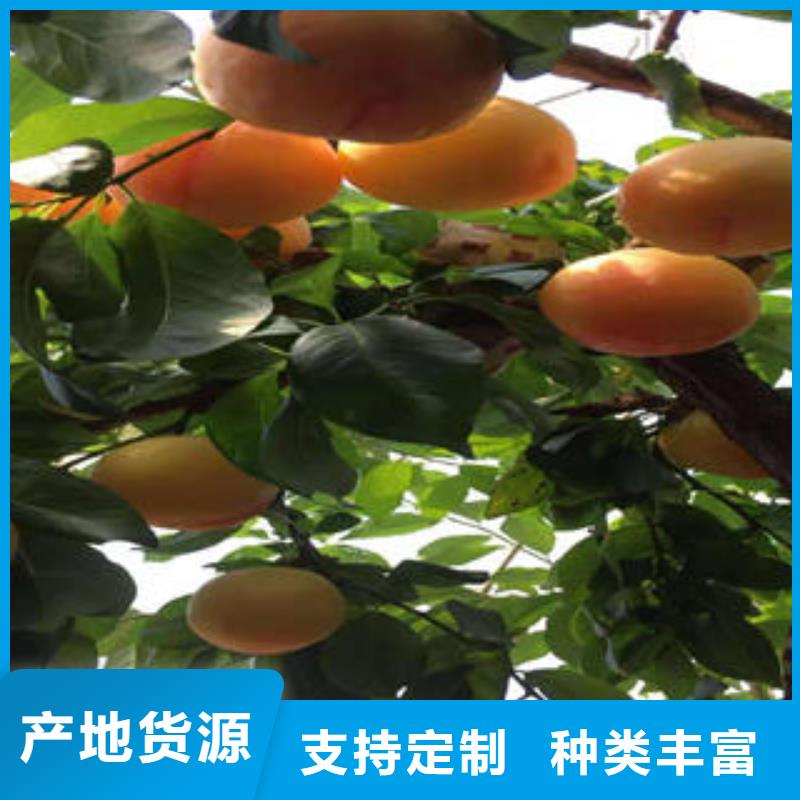 蓝莓苗-视频-蓝莓苗|铁岭市|西丰|昌图|辽阳|朝阳|抚顺|大连|沈阳|葫芦岛|营口