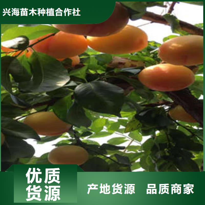 蓝莓苗-视频-西藏|拉萨|林芝|那曲|日喀则|山南|昌都蓝莓苗-兴海