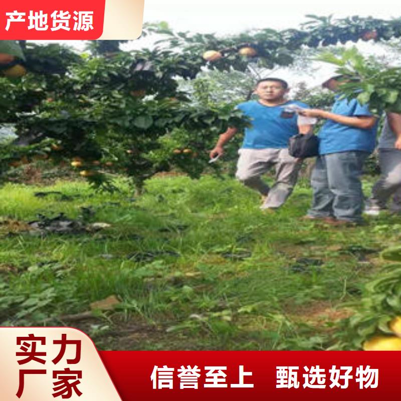 蓝莓苗-视频-西藏|拉萨|林芝|那曲|日喀则|山南|昌都蓝莓苗-兴海