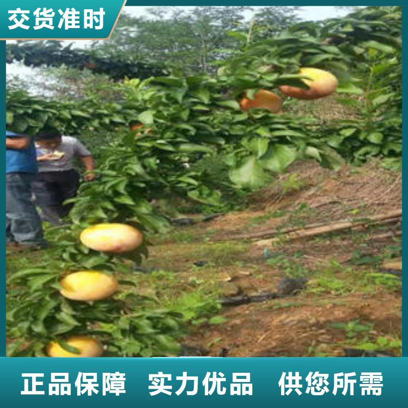 李子苗板栗苗实力才是硬道理