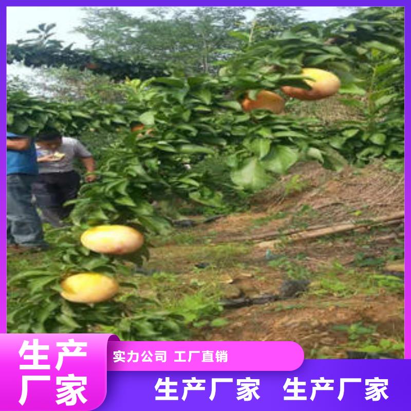 李子苗板栗苗定金锁价