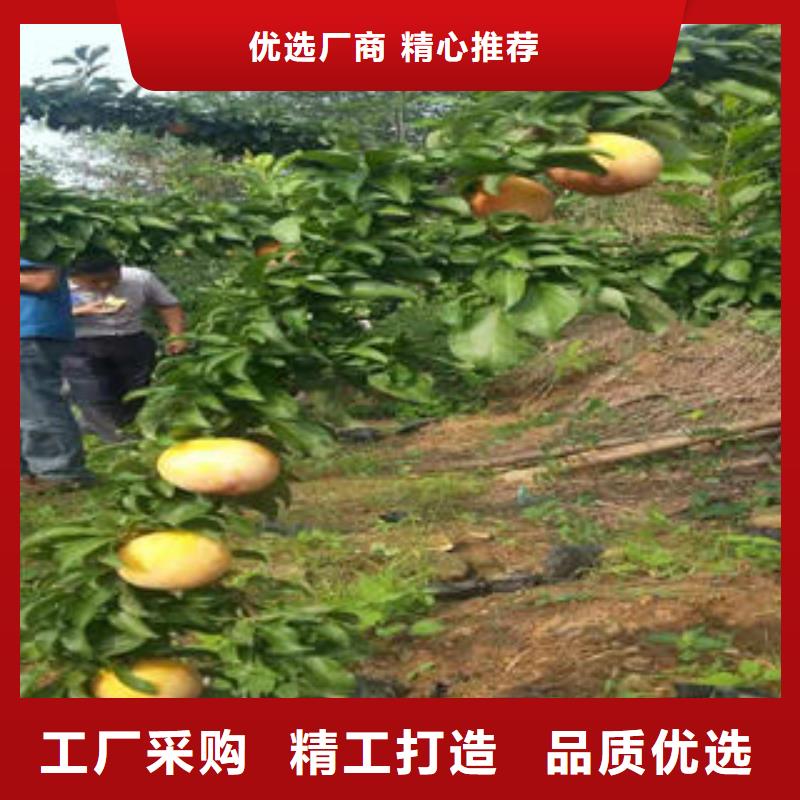 李子苗山楂苗产品性能