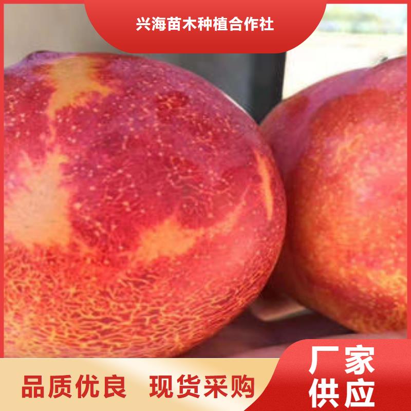 蓝莓苗-视频-蓝莓苗|贵州省毕节市|织金|赫章|六盘水|安顺|黔南|贵阳