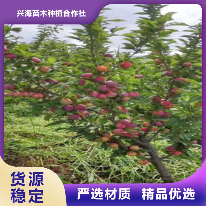 蓝莓苗-视频-蓝莓苗|铁岭市|西丰|昌图|辽阳|朝阳|抚顺|大连|沈阳|葫芦岛|营口
