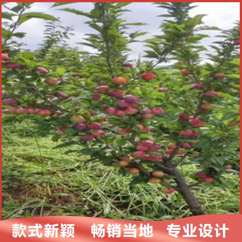 蓝莓苗-视频-蓝莓苗|贵州省毕节市|织金|赫章|六盘水|安顺|黔南|贵阳