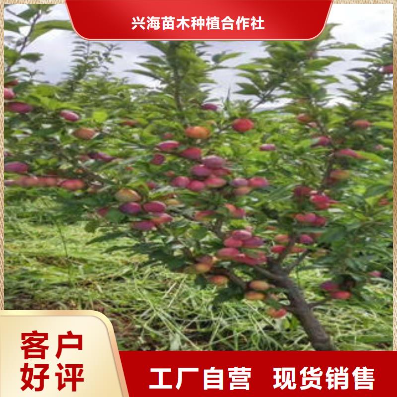 蓝莓苗-视频-西藏|拉萨|林芝|那曲|日喀则|山南|昌都蓝莓苗-兴海