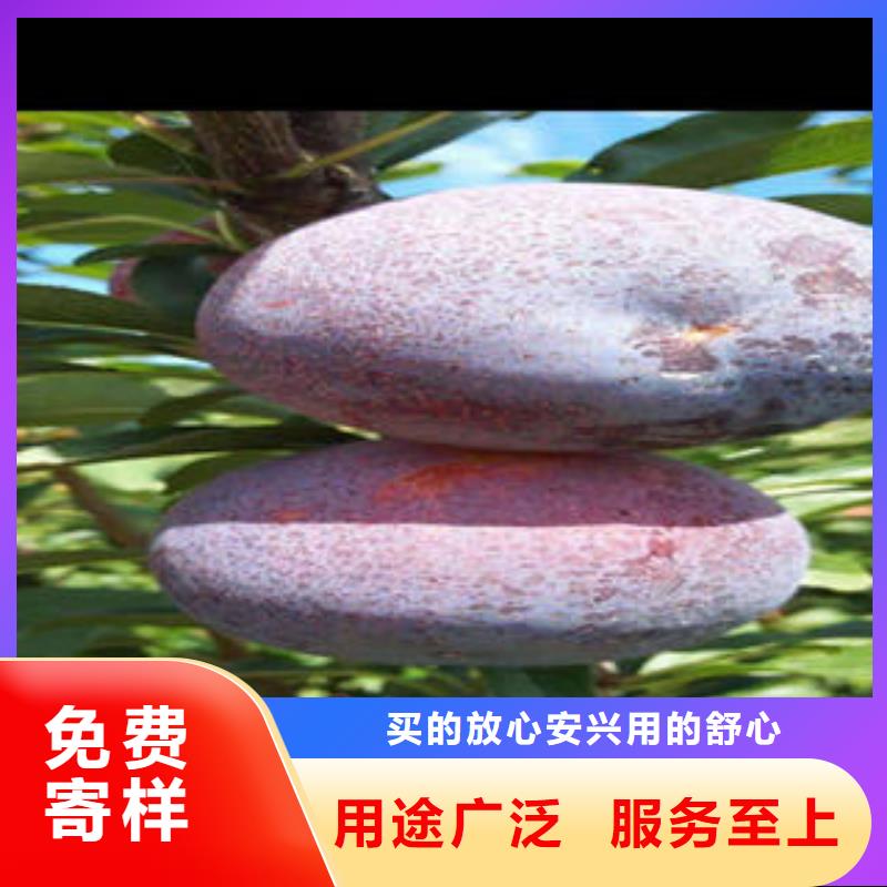 李子苗核桃苗专业厂家